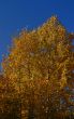 birch in an autumn