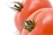 tomato close up