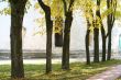 Trees on the lane