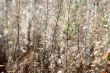 Lace from the grasses