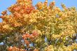 Yellow leaves of the maple