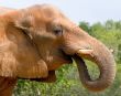 Elephant Drinking