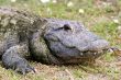 Alligator 9