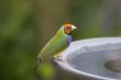 Colorful Bird
