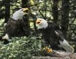 Eagle Pair 2