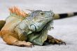 Iguana