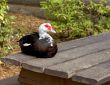Duck on Picnic Table