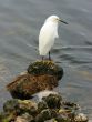 Egret on Rock
