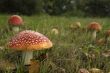 many mushrooms