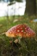 mushroom