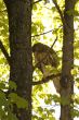 Hawk