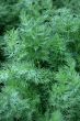 fennel