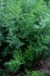 fennel