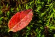 Red Leaf