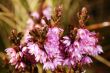 Small violet flowers