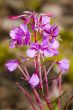 willow-herb