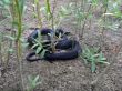 Grass-snake