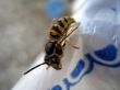 Wasp on table side