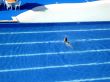 BEAUTIFUL  SWIMMING POOL
