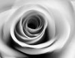 Soft black and white rose