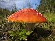 Fly agaric