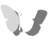 White Butterfly Outline Shadow