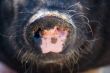 pig`s nose