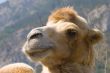 camel
