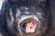 pig`s nose
