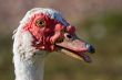 muscovy duck
