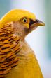golden pheasant