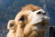 camel