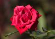 red rose
