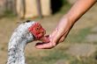 feeding