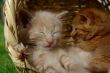 two sleeping kittens in the basket