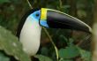 the ecuadorian amazonian rain forest toucan