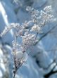 Winter view