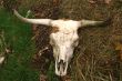 Cow`s skull.