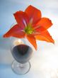Red wine with lilie