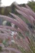 Blur flower