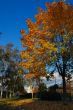 Red tree