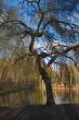 Tree in lake