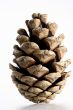 Cone isolated in white background