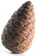 Cone isolated in white background