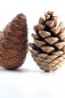 Cone isolated in white background