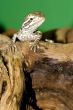 5  	bearded dragon