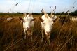 Goats