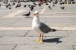seagull