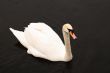 Swan