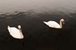 Swan